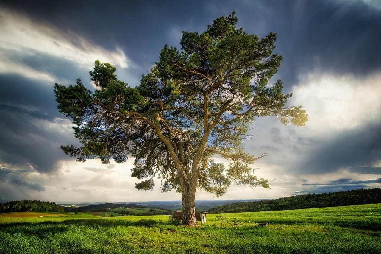 Tree with branches